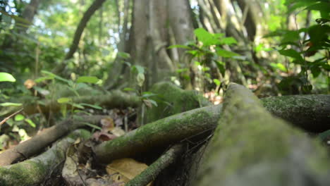 Tree-Roots-on-Floor-of-the-Sumatran-Rainforest,-Jungle-in-Indonesia,-Rack-Focus