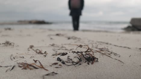 Beach,-dry-seaweeds,-person-walking-towards-water-on-overcast-day