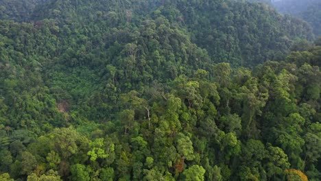 Aerial-shot-flying-fast-above-ridge-in-the-rainforest-of-Gunung-Leuser-National-Park,-the-Tropical-Rainforest-Heritage-of-Sumatra,-Indonesia
