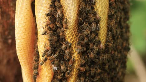Vielzahl-Eines-Bienenstocks-Auf-Einer-Wabe,-Der-Eine-Kolonie-Wilder-Apis-Mellifera-Carnica-Oder-Westlicher-Honigbienen-Mit-Exemplaren-Darstellt,-Die-Aus-Dem-Bienenstock-Kommen-Und-Gehen