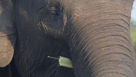 Sumatra-Elefant-Schlägt-Mit-Dem-Ohr,-Während-Er-Bambuszweige-Isst,-Zeitlupen-Nahaufnahme