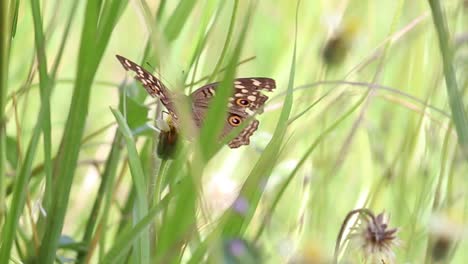 Broken-damaged-winged-brown-colored-butterfly-in-the-grass