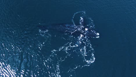 Baby-Whale-Playing-on-top-of-the-Mother-in-Peninsula-Valdes-Patagonia---Aerial-birdseye-view-Slowmotion
