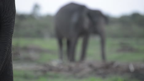 Elephant-Tail-Sways-in-the-Foreground,-Elephant-Friend-in-the-Background,-Out-of-Focus