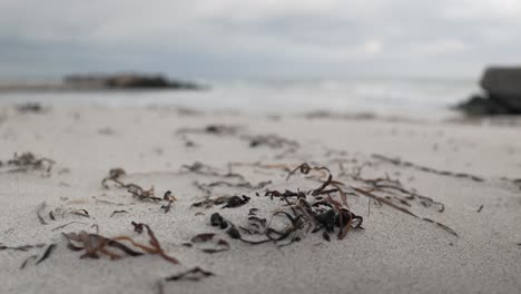 Dry-seaweeds-on-sandy-beach-moving-in-wind,-overcast-and-windy-day