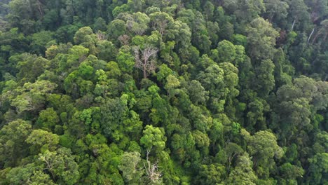Aerial-turning-shot-of-jungle-landscape-in-the-rainforest-in-Gunung-Leuser-National-Park,-the-Tropical-Rainforest-Heritage-of-Sumatra,-Indonesia