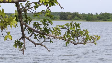 Slow-water-ripple-waves-surface-in-the-tank,-tree-branches-in-the-foreground,-Pan-motion-clip-from-left-to-right-green-shore-scenery-in-Hambantota