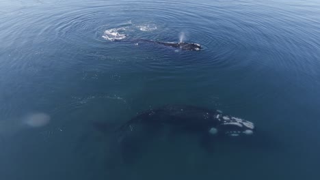 Walfamilie,-Die-Zusammen-Nahe-Der-Oberfläche-Des-Blauen-Wassers-Im-Patagonischen-Meer-Schwimmt---Drohnenaufnahme-In-Zeitlupe
