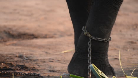 Close-Up,-Sumatran-Elephant-with-Foot-Chained-as-Tail-Wags-Across-Frame