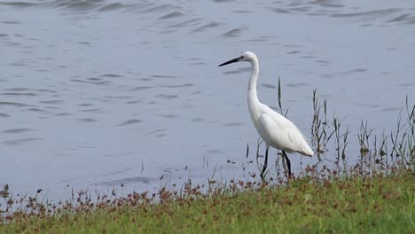 Mittlerer-Reiher-Steht-Still-Im-Grünen-Gras-Des-Teichufers-Und-Jagt-Kleine-Fische-In-Zeitlupe,-B-Roll-Naturclip,-Ruhiges-Wasser-Kräuselt-Sich-An-Einem-Sonnigen,-Windigen-Tag,-Weiße,-Hübsche-Ufervögel-In-Sri-Lanka