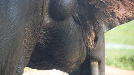 Sumatran-Elephant-Emerges-From-the-Water-Glistening,-Slow-Motion