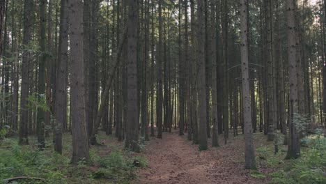 view-on-a-path-in-an-coniferous-wood-forest
