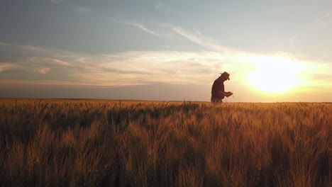 Farmer-checks-his-wheat-crop-at-golden-sunset,-long-shot