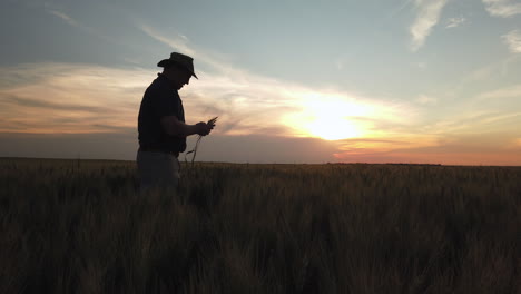 Silhouette-Eines-Landwirts,-Der-Bei-Sonnenuntergang-Getreide-Auf-Einem-Ländlichen-Feld-Pflückt-Und-Untersucht