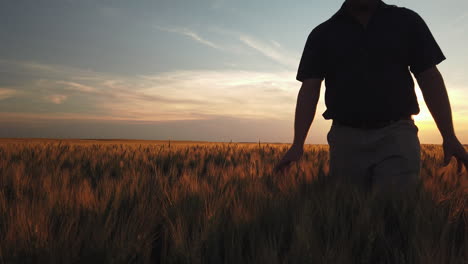 Man-walks-through-grain-field-with-hands-touching-and-feeling-plants-at-sunset