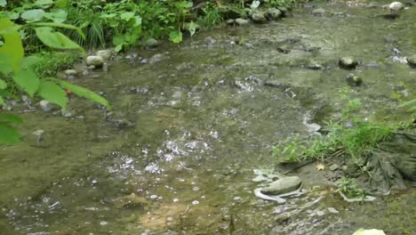 Water-gently-flows-down-a-rock-strewn-stream-in-a-forest-area