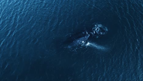 Whale-calf-slapping-its-pectoral-fin-against-the-surface-of-the-sea---Aerial-shot-slowmo