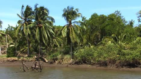Schöne-Landschaft-Mit-Palmen-Am-Flussufer-Des-Tarcoles-In-Costa-Rica