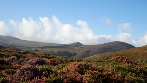 Rural-Welsh-mountain-valley-covered-in-colourful-scenic-heather-wilderness