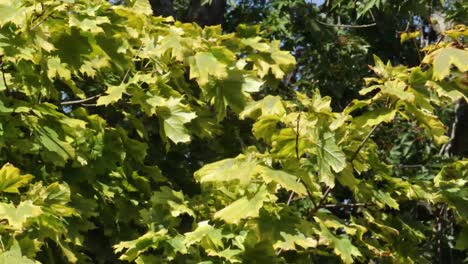 The-variegated-leaves-of-the-decorative-Harlequin-Maple-are-gently-blowing-in-the-wind