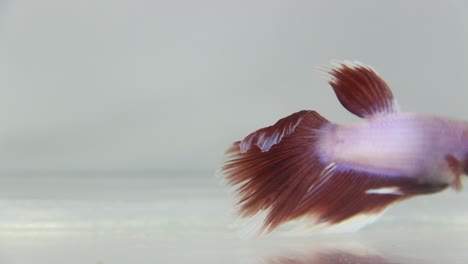 betta-fish-with-red-and-white-color-isolated-white-background