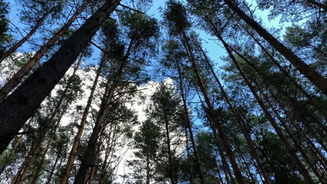 Wide-angle-static-shot-looking-up-at-forest-trees-swaying-in-wind-on-blue-sky-day