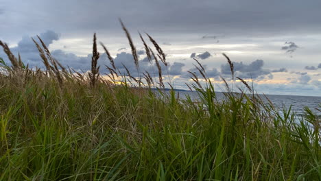 The-Beautiful-Abundant-Grass-Swinging-Into-The-Fresh-Air-In-The-Surroundings-In-Osetnik-Poland-Under-The-Bright-Cloudy-Sky---Close-Up-Shot