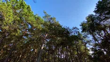 Serene-View-Of-Tall-Thin-Trees-And-Clear-Blue-Sky-In-A-Beautiful-Green-Forest-In-Poland---Tilt-up-panning-shot