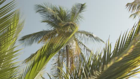 Slowmotion-of-coconut-trees-in-the-wind