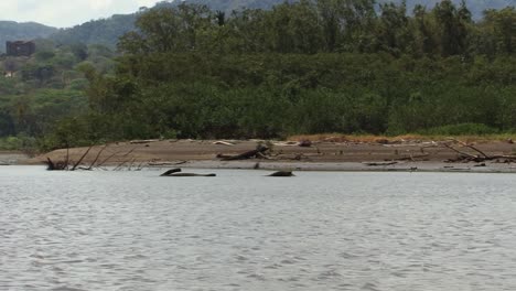 Tote-Bäume,-Die-In-Das-Ufer-Des-Tarcoles-flusses-In-Costa-Rica-Eingetaucht-Sind