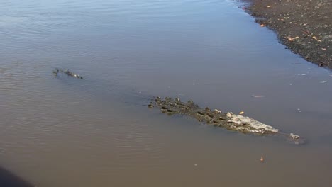 Large-crocodile-submerged-very-close-to-the-shore-in-Tarcoles-river,-Costa-Rica