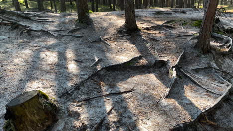 Ashes-And-Charred-Trees-Left-Behind-After-A-Forest-Fire