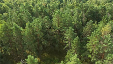 AERIAL:-Flying-Over-Pine-Trees-and-Broad-Leaved-Tree-Forest-on-Bright-Day
