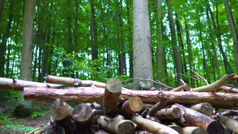 Chopped-Firewood-Amidst-Beautiful-Tall-Trees-In-A-Forest---tilt-up-shot