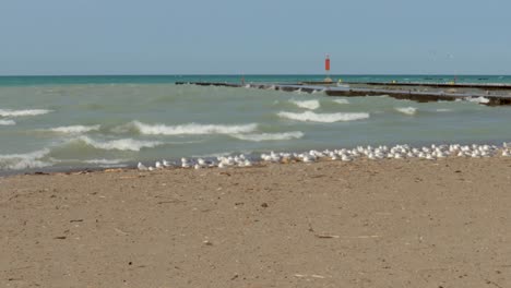 A-colony-of-seagulls,-relaxing-on-a-sandy-beach,-take-flight-as-a-jogger-goes-past,-then-return-to-their-resting-spot