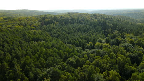 Thick-Forest-And-Mountain-Landscape-In-Witamino-Poland---aerial-shot
