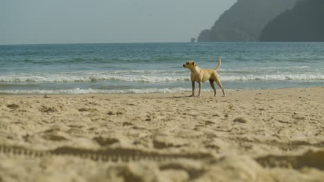 Zeitlupe-Eines-Bellenden-Streunenden-Hundes-Am-Strand
