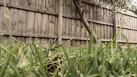 Removing-weeds-from-a-lawn-in-the-backyard-by-hand