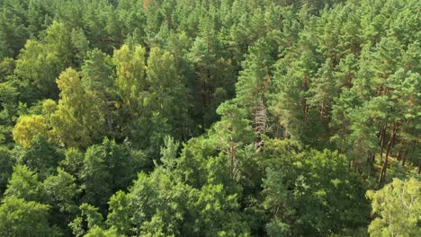 AERIAL:-Pine-Trees-and-Road-Leading-Through-The-Forest