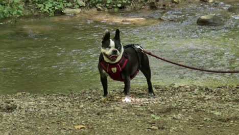 A-dog-on-a-leash-waits-patiently-beside-a-stream-waiting-for-his-owner-to-continue-walking