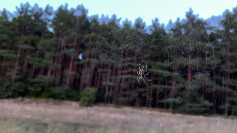 Static-shot-of-intricate-spiderweb-with-spider-swaying-in-wind-with-forest-background