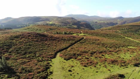 Aerial-view-rural-colourful-heather-rugged-Welsh-mountain-valley-countryside-low-pull-away