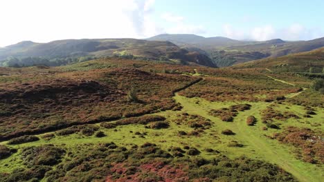 Aerial-view-rural-colourful-heather-rugged-Welsh-mountain-valley-countryside-slow-low-push-in