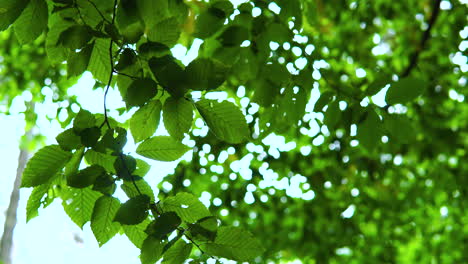 Grüner-Baumzweig-Mit-Blättern,-Die-Im-Wind-Wehen,-Mit-Statischem-Bokeh-Schuss-An-Einem-Sonnigen-Tag