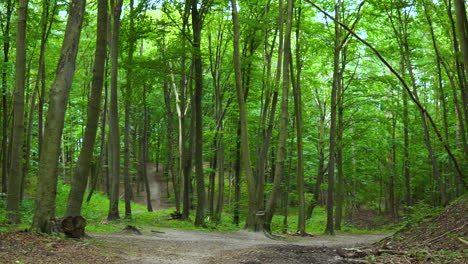 Clear-Pathway-In-A-Thick-Green-Forest---panning-shot