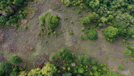 Beautiful-drone-landscape-of-summer-forest-in-hungary