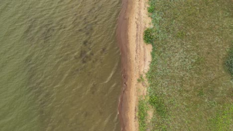 AERIAL:-Top-Down-Flying-Over-Coast-with-Green-Grass-and-Shallow-Water