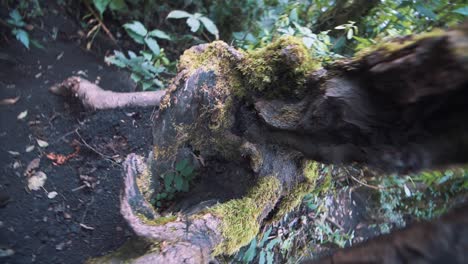 slow-motion-rotating-shot-of-a-tree-trunk-in-the-forest