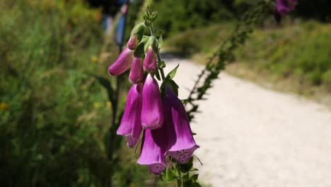 Close-Up-of-a-Purple-Foxglove-Flower-next-to-a-Hiking-Trail-near-Kaltenbronn-in-the-Black-Forest,-Baden-Wuerttemberg,-Germany