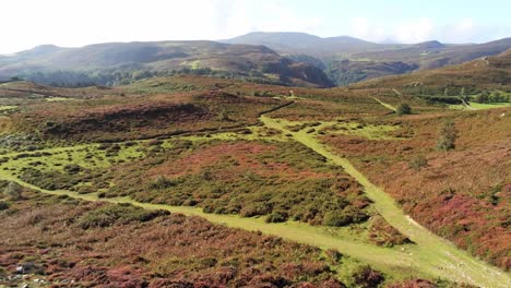 Aerial-descending-view-over-rural-colourful-heather-rugged-Welsh-mountain-valley-countryside